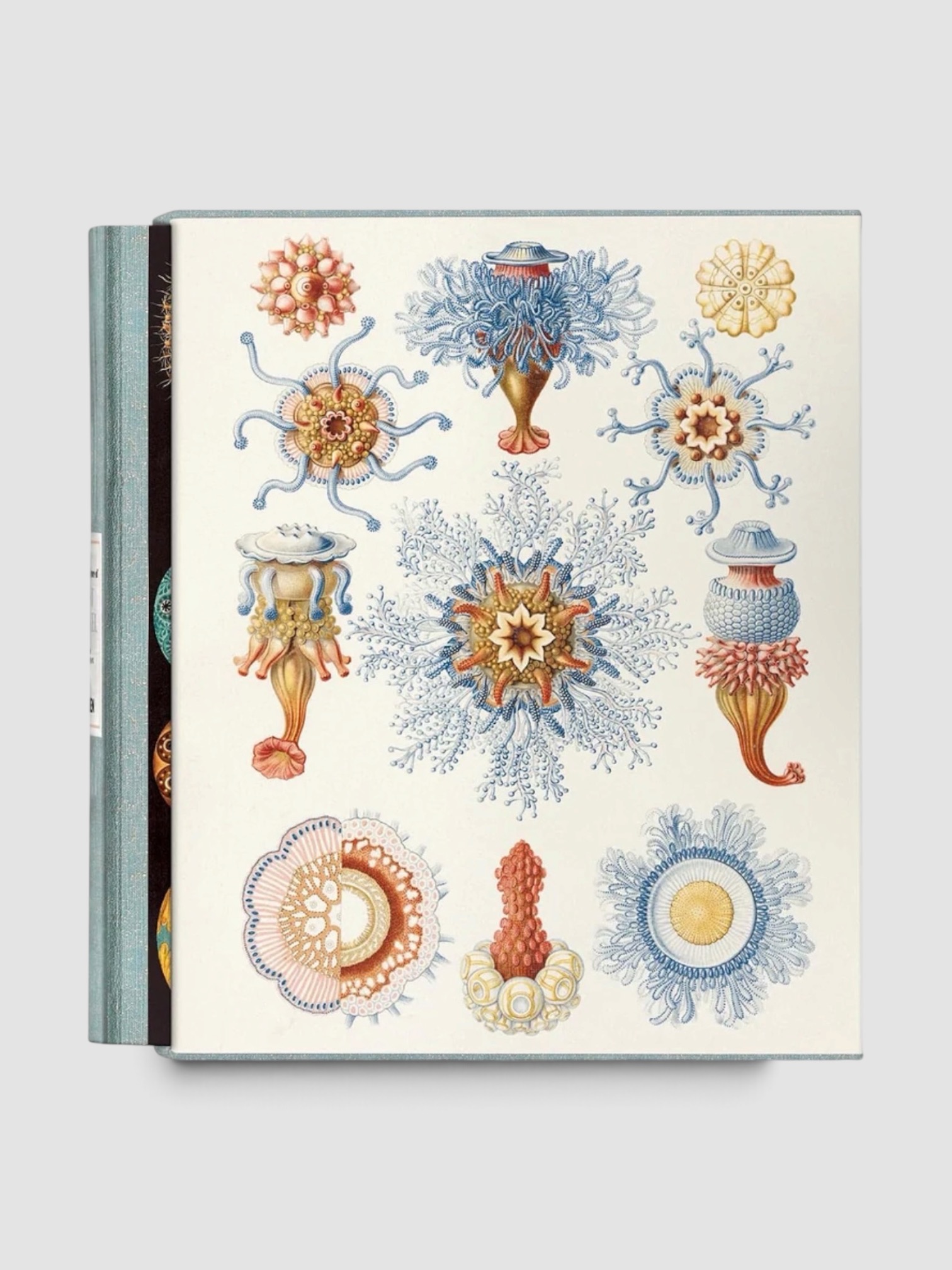 Taschen The Art and Science of Ernst Haeckel in n/a (one size / not color-differentiated).